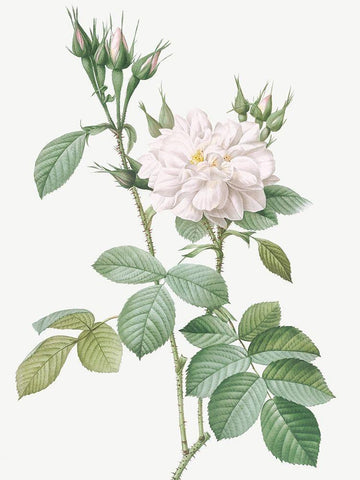 Autumn Damask Rose, Rosebush of the Four Seasons with White Flowers, Rosa bifera alba Black Ornate Wood Framed Art Print with Double Matting by Redoute, Pierre Joseph
