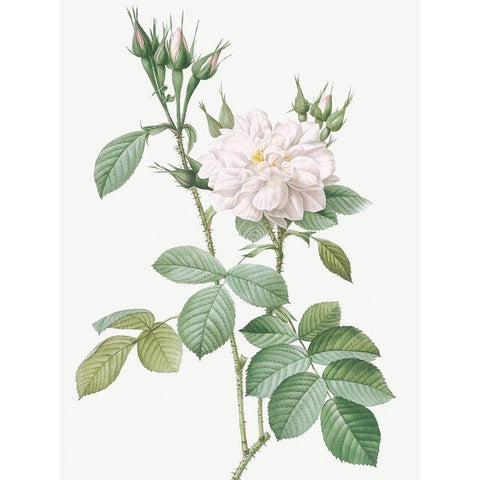 Autumn Damask Rose, Rosebush of the Four Seasons with White Flowers, Rosa bifera alba Black Modern Wood Framed Art Print by Redoute, Pierre Joseph