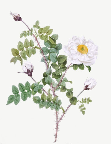 Double White Burnet Rose, Pimple Rose with White Flowers, Rosa Pimpinellifolia Alba Flore Multiplei White Modern Wood Framed Art Print with Double Matting by Redoute, Pierre Joseph