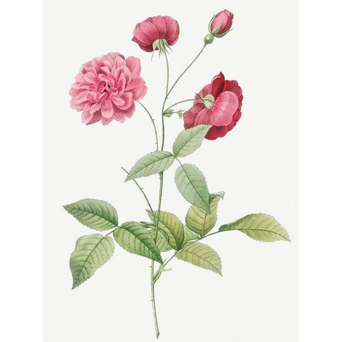China Rose, Bengal Animating, Rosa indica dichotoma Gold Ornate Wood Framed Art Print with Double Matting by Redoute, Pierre Joseph