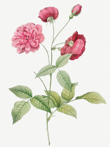 China Rose, Bengal Animating, Rosa indica dichotoma Black Ornate Wood Framed Art Print with Double Matting by Redoute, Pierre Joseph