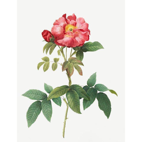 Bluish Leaved Provins Rose, Rosa gallica caerulea Black Modern Wood Framed Art Print with Double Matting by Redoute, Pierre Joseph