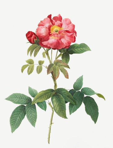 Bluish Leaved Provins Rose, Rosa gallica caerulea Black Ornate Wood Framed Art Print with Double Matting by Redoute, Pierre Joseph