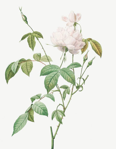 Monthly Rose, Bengal Rose with White Flowers, Rosa indica subalba White Modern Wood Framed Art Print with Double Matting by Redoute, Pierre Joseph