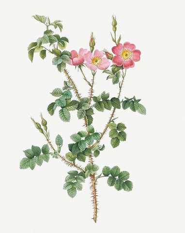 Prickly Sweet Briar Rose with Dusty Pink Flowers, Rosa rubiginosa aculeatissima White Modern Wood Framed Art Print with Double Matting by Redoute, Pierre Joseph