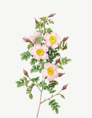 Rosa pimpinellifolia, Burnet Rose, Rosa pimpinelli-folia inermis White Modern Wood Framed Art Print with Double Matting by Redoute, Pierre Joseph