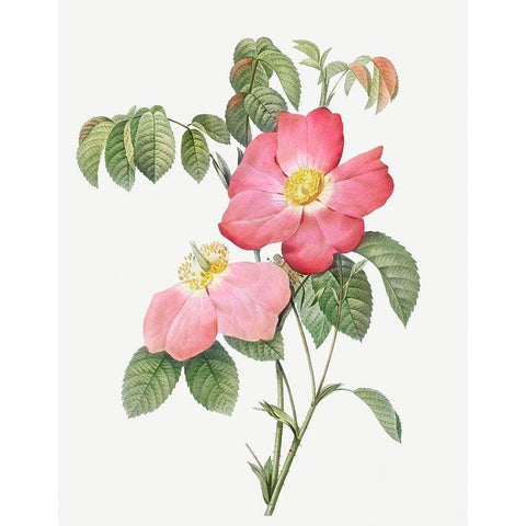 Pink French Rose, Provins Rosebush with Pink and Simple Flowers White Modern Wood Framed Art Print by Redoute, Pierre Joseph