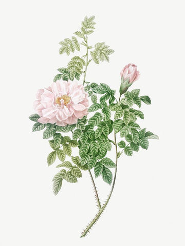 Ventenats Rose, Rose Bush, Rosa ventenatiana White Modern Wood Framed Art Print with Double Matting by Redoute, Pierre Joseph