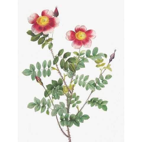 Burnet Rose, Rosa pimpinellifolia flore variegato White Modern Wood Framed Art Print by Redoute, Pierre Joseph