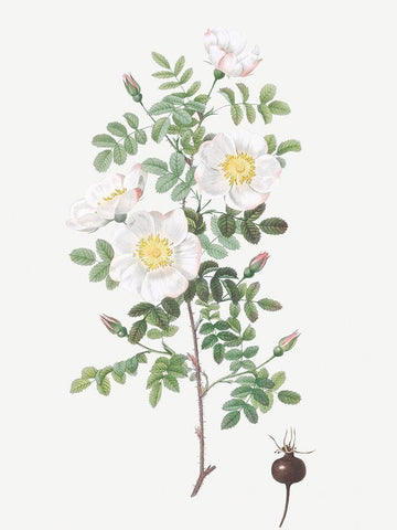Burnet Rose, Rosa pimpinellifolia White Modern Wood Framed Art Print with Double Matting by Redoute, Pierre Joseph