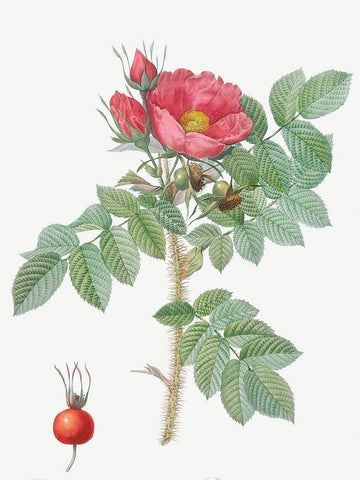 Kamtschatka Rose, Rosa kamtschatica White Modern Wood Framed Art Print with Double Matting by Redoute, Pierre Joseph