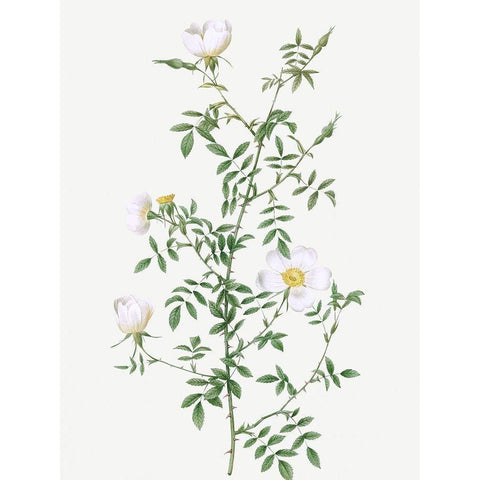 Myrtle Leaved Hedge Rose, Roses of Hayes with Myrtle Leaves, Rosa sepium Myrtifolia White Modern Wood Framed Art Print by Redoute, Pierre Joseph