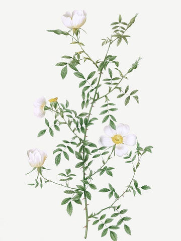 Myrtle Leaved Hedge Rose, Roses of Hayes with Myrtle Leaves, Rosa sepium Myrtifolia White Modern Wood Framed Art Print with Double Matting by Redoute, Pierre Joseph