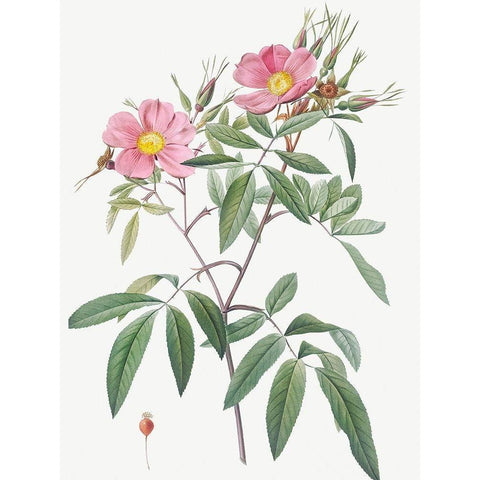 Swamp Rose, Hudson Rose with Willow Leaves, Rosa hudsoniana salicifolia White Modern Wood Framed Art Print by Redoute, Pierre Joseph