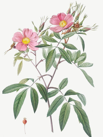 Swamp Rose, Hudson Rose with Willow Leaves, Rosa hudsoniana salicifolia White Modern Wood Framed Art Print with Double Matting by Redoute, Pierre Joseph