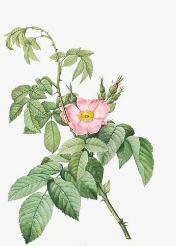 The Apple Rose, Spanish Rosehip Rose, Rosa villosa White Modern Wood Framed Art Print with Double Matting by Redoute, Pierre Joseph
