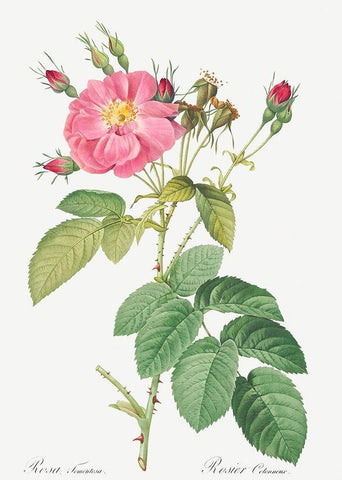 Harsh Downy Rose, Cotton Rose, Rosa tomentosa Black Ornate Wood Framed Art Print with Double Matting by Redoute, Pierre Joseph
