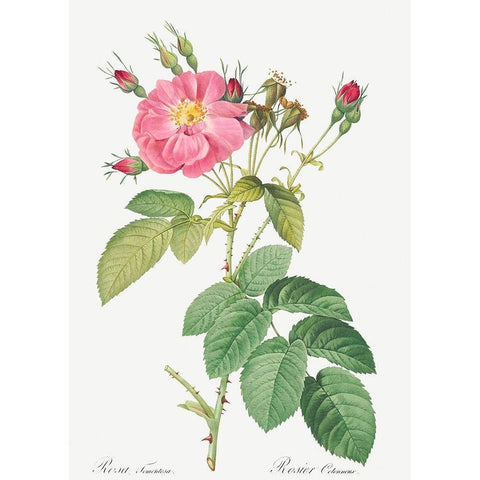 Harsh Downy Rose, Cotton Rose, Rosa tomentosa White Modern Wood Framed Art Print by Redoute, Pierre Joseph