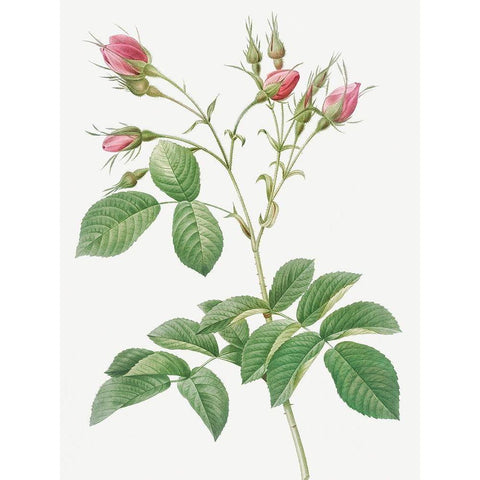 Evrats Rose with Crimson Buds, Rosa evratina White Modern Wood Framed Art Print by Redoute, Pierre Joseph