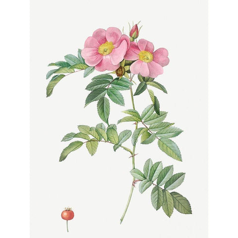 Rosa lucida, Shining Rose Black Modern Wood Framed Art Print with Double Matting by Redoute, Pierre Joseph