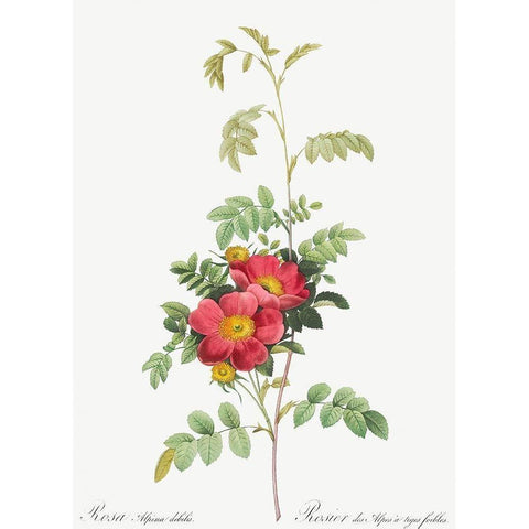 Alpine Rose, Rosebush of Alpes with Weak Stems, Rosa alpina debilis White Modern Wood Framed Art Print by Redoute, Pierre Joseph