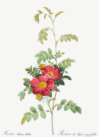 Alpine Rose, Rosebush of Alpes with Weak Stems, Rosa alpina debilis Black Ornate Wood Framed Art Print with Double Matting by Redoute, Pierre Joseph