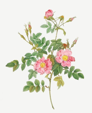 Sweet Briar, Rusty Rose with Semi-Double Flowers, Rosa rubiginosa flore semi-pleno Black Ornate Wood Framed Art Print with Double Matting by Redoute, Pierre Joseph