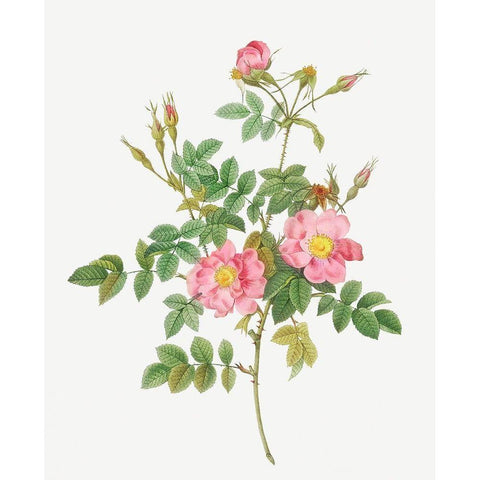 Sweet Briar, Rusty Rose with Semi-Double Flowers, Rosa rubiginosa flore semi-pleno Black Modern Wood Framed Art Print with Double Matting by Redoute, Pierre Joseph