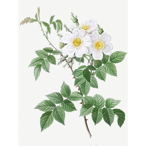 Short styled rose with yellow and white flowers, Rosa brevistyla leucochroa White Modern Wood Framed Art Print by Redoute, Pierre Joseph