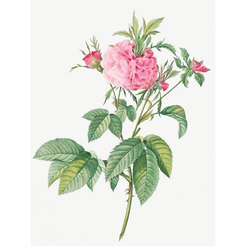 Agatha rose, Rosa gallica Agatha White Modern Wood Framed Art Print by Redoute, Pierre Joseph