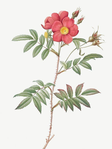 Red Leaved Rose, Rose Tree with Red Stems and Spines, Rosa redutea glauca White Modern Wood Framed Art Print with Double Matting by Redoute, Pierre Joseph