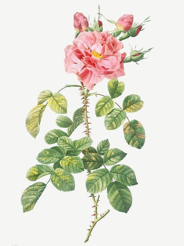 Four Seasons Rose, Rosa bifera variegata White Modern Wood Framed Art Print with Double Matting by Redoute, Pierre Joseph