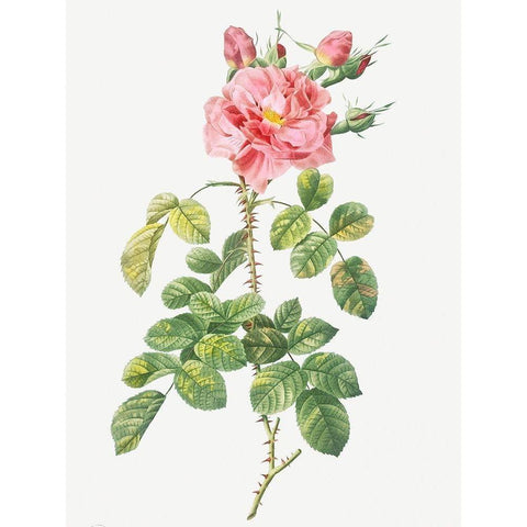 Four Seasons Rose, Rosa bifera variegata Black Modern Wood Framed Art Print with Double Matting by Redoute, Pierre Joseph