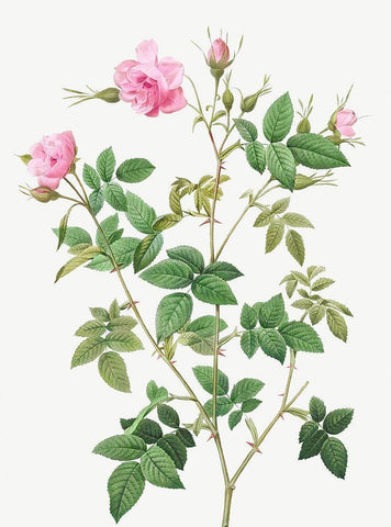 Wild Rose, Rosebush with small flowers, Rosa parviflora White Modern Wood Framed Art Print with Double Matting by Redoute, Pierre Joseph