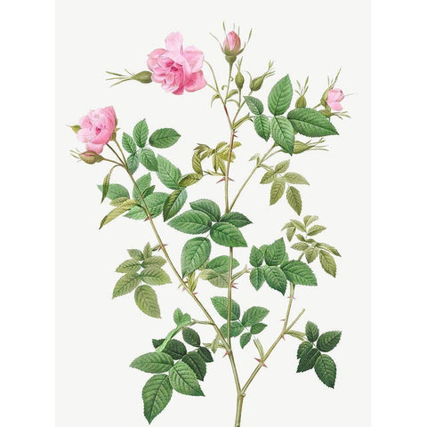 Wild Rose, Rosebush with small flowers, Rosa parviflora Black Modern Wood Framed Art Print with Double Matting by Redoute, Pierre Joseph