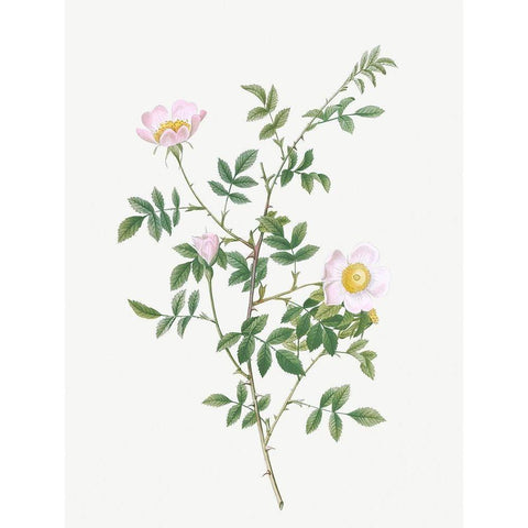 Pink Hedge Rose, Rosa sepium rosea White Modern Wood Framed Art Print by Redoute, Pierre Joseph