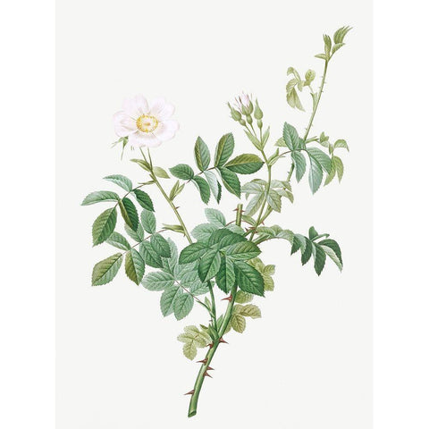 White Downy Rose, Cottony Rose, Rosa tomentosa White Modern Wood Framed Art Print by Redoute, Pierre Joseph