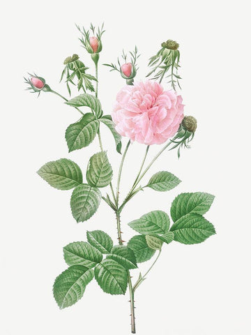 Pink Agatha, Rosa gallica Agatha incarnata White Modern Wood Framed Art Print with Double Matting by Redoute, Pierre Joseph
