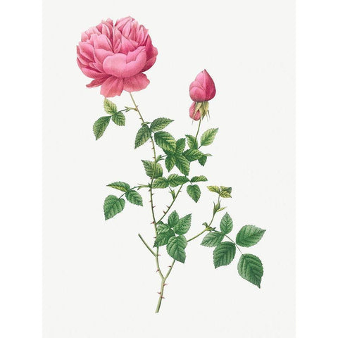 Autumn China Rose, Autumn Bengal, Rosa indica automnalis Black Modern Wood Framed Art Print with Double Matting by Redoute, Pierre Joseph