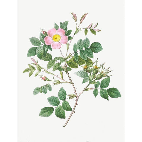 Malmedy Rose, Rosa Malmundariensis White Modern Wood Framed Art Print by Redoute, Pierre Joseph