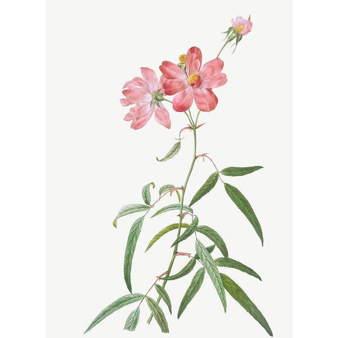 Peach Leafed Rose, Rosa longifolia Black Modern Wood Framed Art Print with Double Matting by Redoute, Pierre Joseph