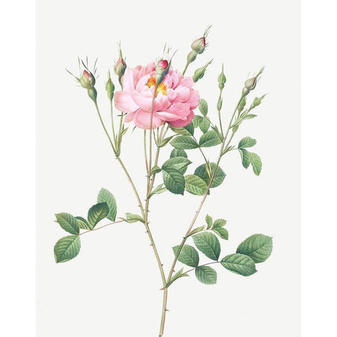 Anemone Flowered Sweetbriar, Rusty Rose with Anemone Flowers White Modern Wood Framed Art Print by Redoute, Pierre Joseph