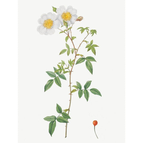 Rosa sempervirens, Climbing Rose with Globose Fruit White Modern Wood Framed Art Print by Redoute, Pierre Joseph