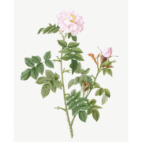 Pale pink flower, Rosa orbefsanea Gold Ornate Wood Framed Art Print with Double Matting by Redoute, Pierre Joseph