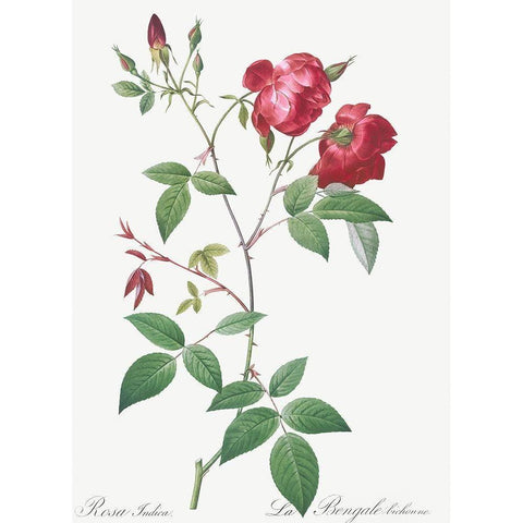 Velvet China Rose, Rosa indica Gold Ornate Wood Framed Art Print with Double Matting by Redoute, Pierre Joseph