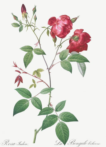 Velvet China Rose, Rosa indica White Modern Wood Framed Art Print with Double Matting by Redoute, Pierre Joseph