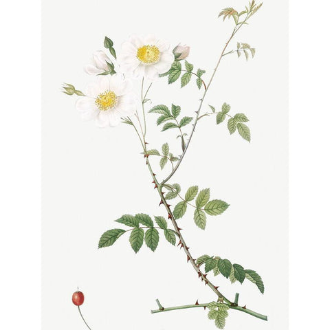 Field Rose, Rosebush with Ovoid Fruits, Rosa arvensis ovata White Modern Wood Framed Art Print by Redoute, Pierre Joseph