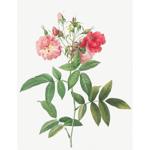 Subcorymbose Hudson Rose, Rosa Hudsoniana Subcorymbosa White Modern Wood Framed Art Print by Redoute, Pierre Joseph