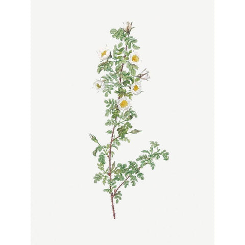 Burnet Rose, Rosa pimpinellifolia pumila White Modern Wood Framed Art Print by Redoute, Pierre Joseph