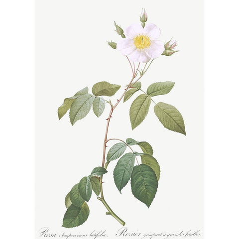 Big Leaved Climbing Rose, Rosa sempervirens latifolia White Modern Wood Framed Art Print by Redoute, Pierre Joseph